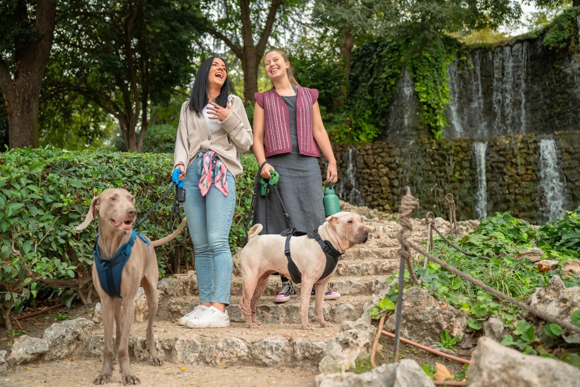 ¿Cuántas veces al día hay que pasear a tu perro? Guía completa según su edad y energía