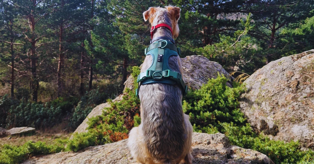 Mejores rutas pet-friendly cerca de Madrid