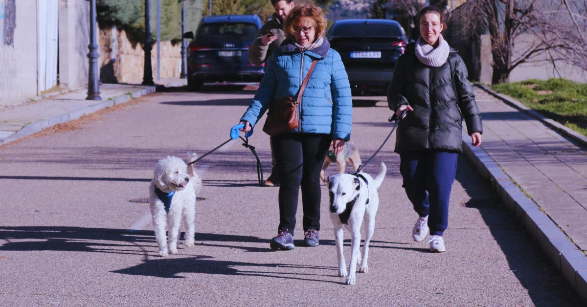 Pasear con perro en la ciudad: retos, peligros y cómo superarlos