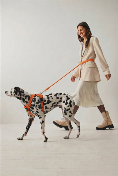 Hands-Free Leash - Glow